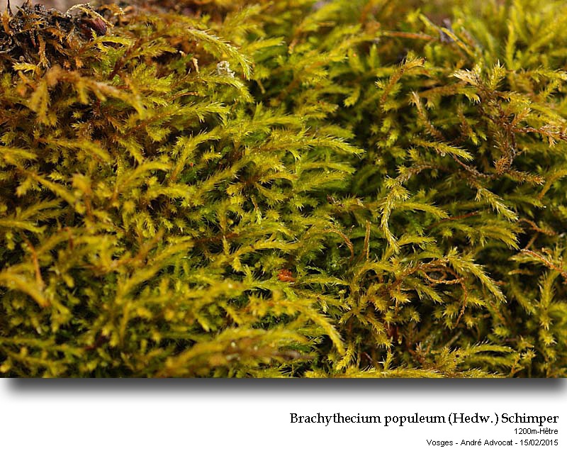 Brachythecium populeum (Hedw.) Schimper #40652
