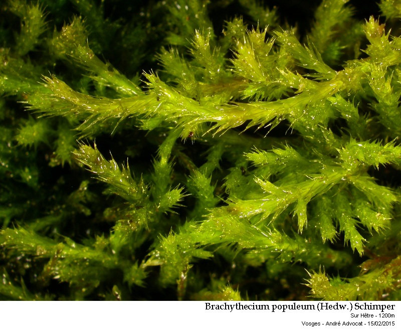 Brachythecium populeum (Hedw.) Schimper #40653
