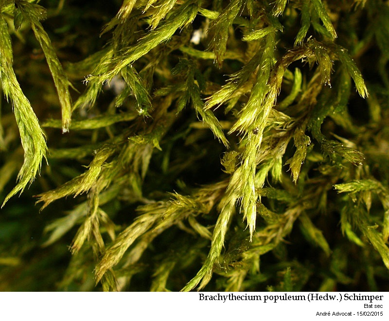 Brachythecium populeum (Hedw.) Schimper #40654