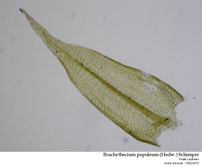 Brachythecium populeum (Hedw.) Schimper #40656