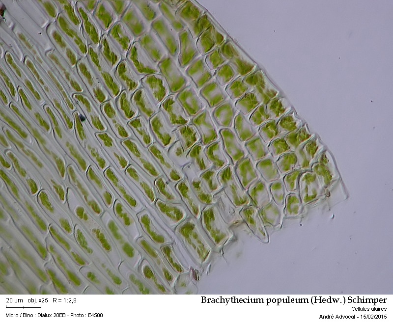 Brachythecium populeum (Hedw.) Schimper #40657