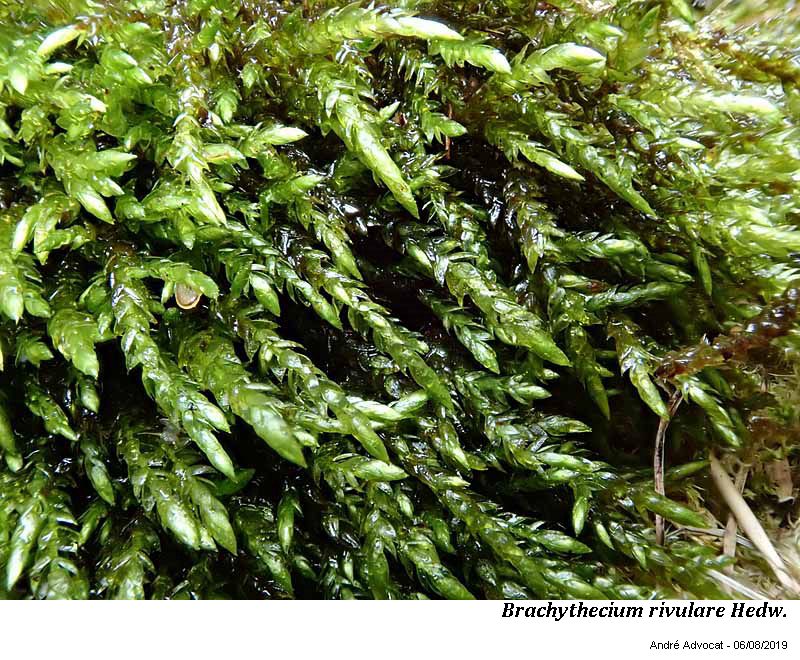 Brachythecium rivulare Schimp. #60738
