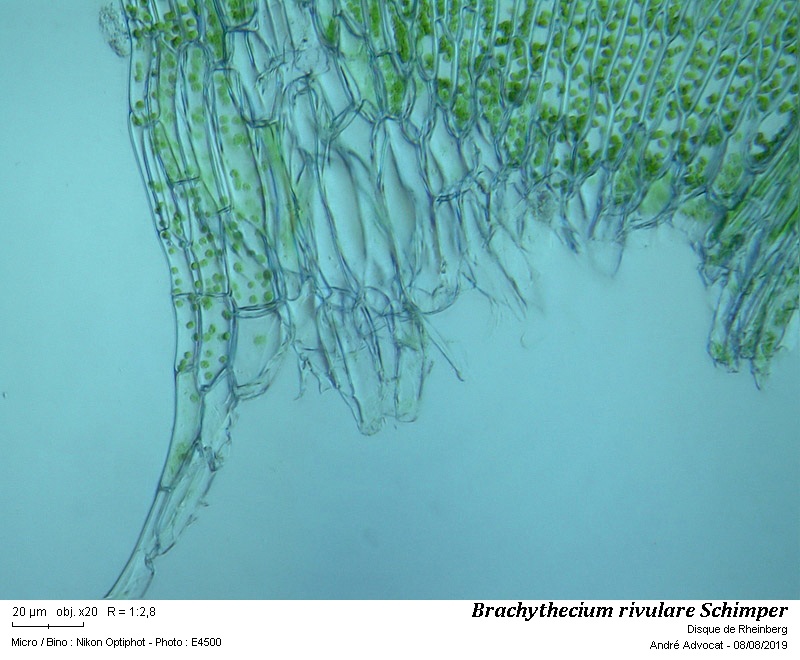 Brachythecium rivulare Schimp. #60740