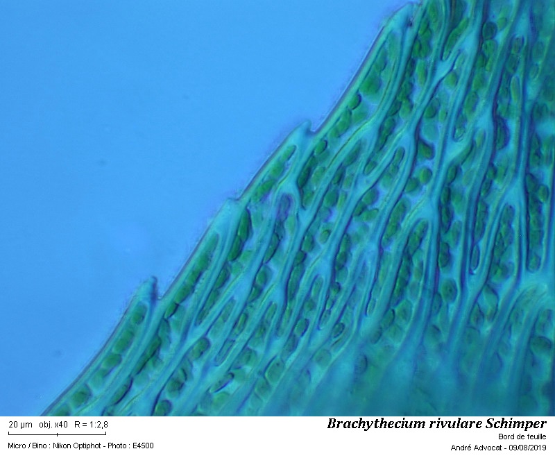 Brachythecium rivulare Schimp. #60739