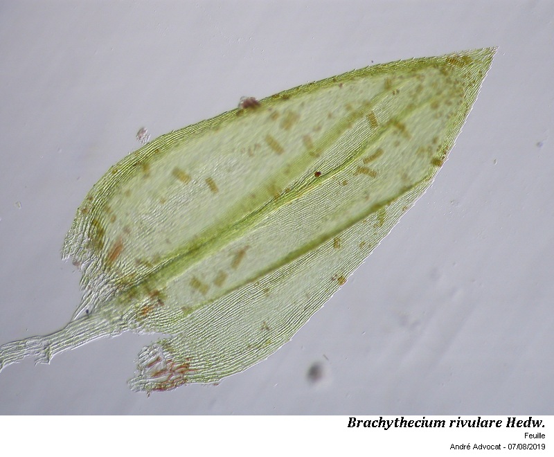 Brachythecium rivulare Schimp. #60737