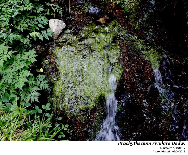 Brachythecium rivulare Schimp. #60734