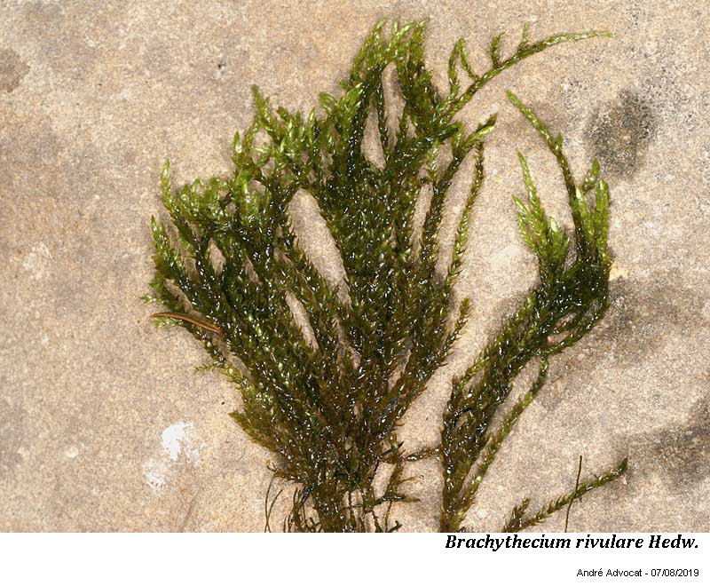Brachythecium rivulare Schimp. #60736