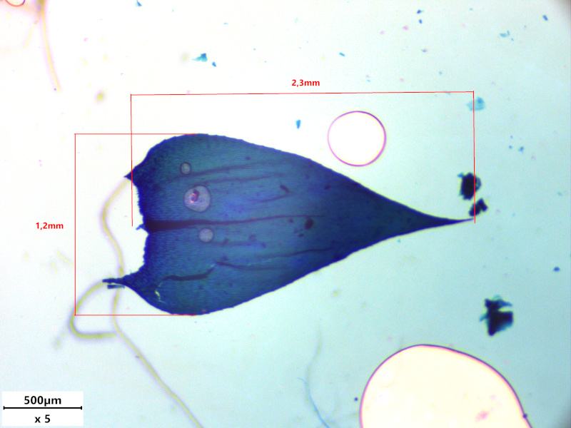 Brachythecium rutabulum (Hedw.) Schimp., 1853 #77721