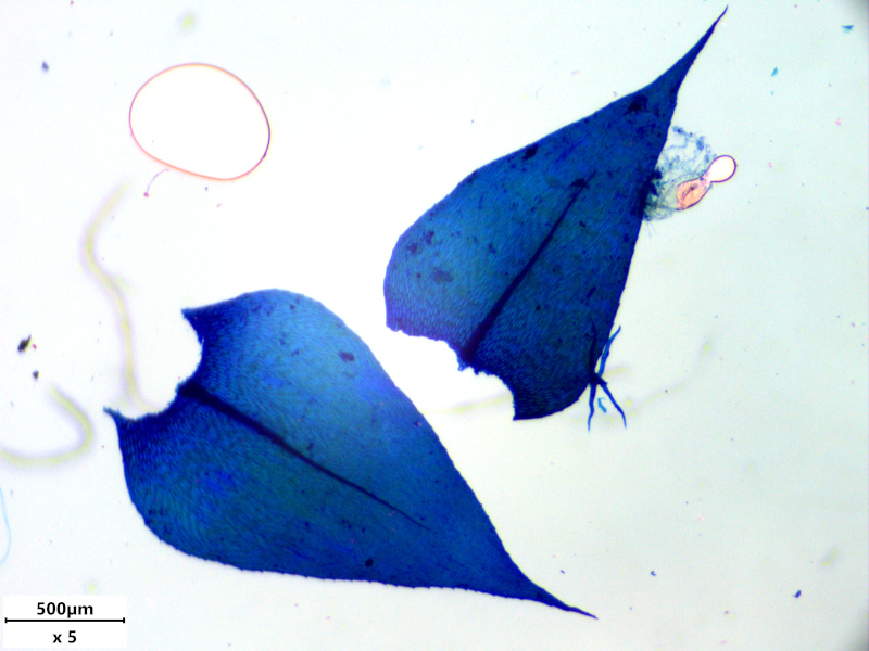Brachythecium rutabulum (Hedw.) Schimp., 1853 #77722