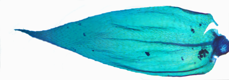 Brachythecium rutabulum (Hedw.) Schimp., 1853 #77728