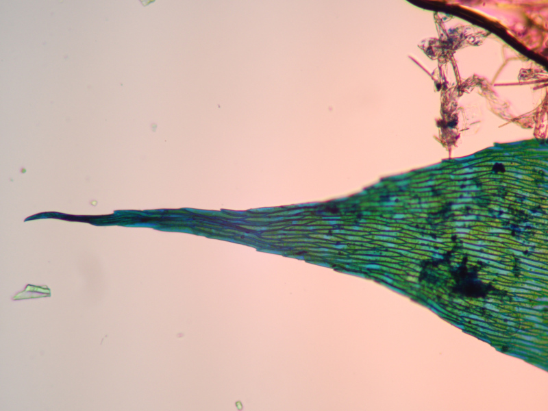 Brachythecium rutabulum (Hedw.) Schimp., 1853 #77726
