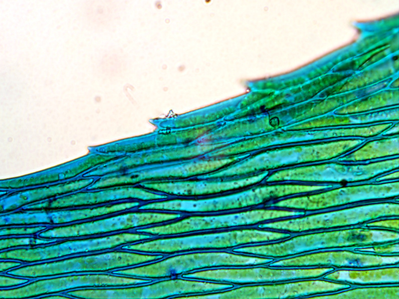 Brachythecium rutabulum (Hedw.) Schimp., 1853 #77730