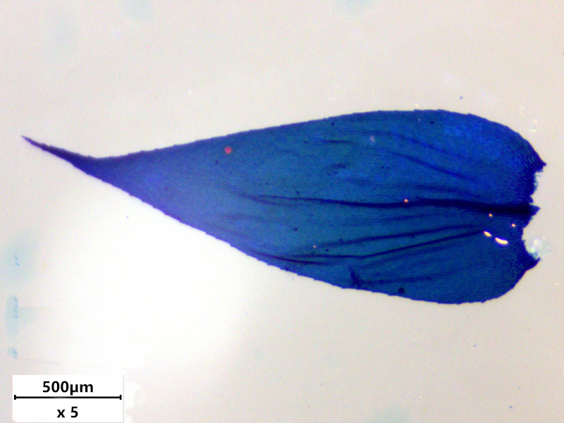Brachythecium rutabulum (Hedw.) Schimp., 1853 #77729