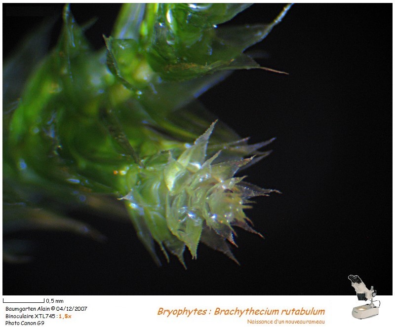 Brachythecium rutabulum #1121