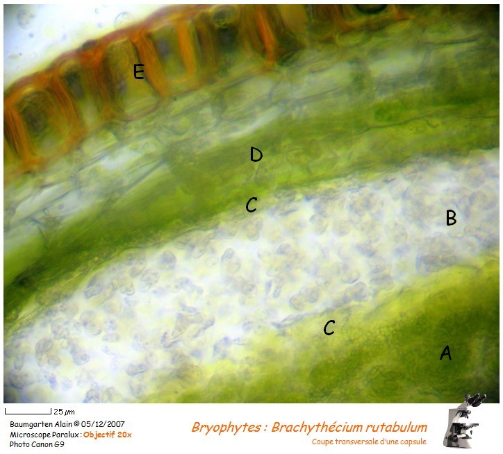 Brachythecium rutabulum #1139