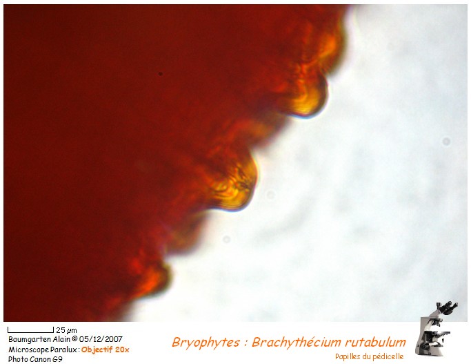 Brachythecium rutabulum #1127