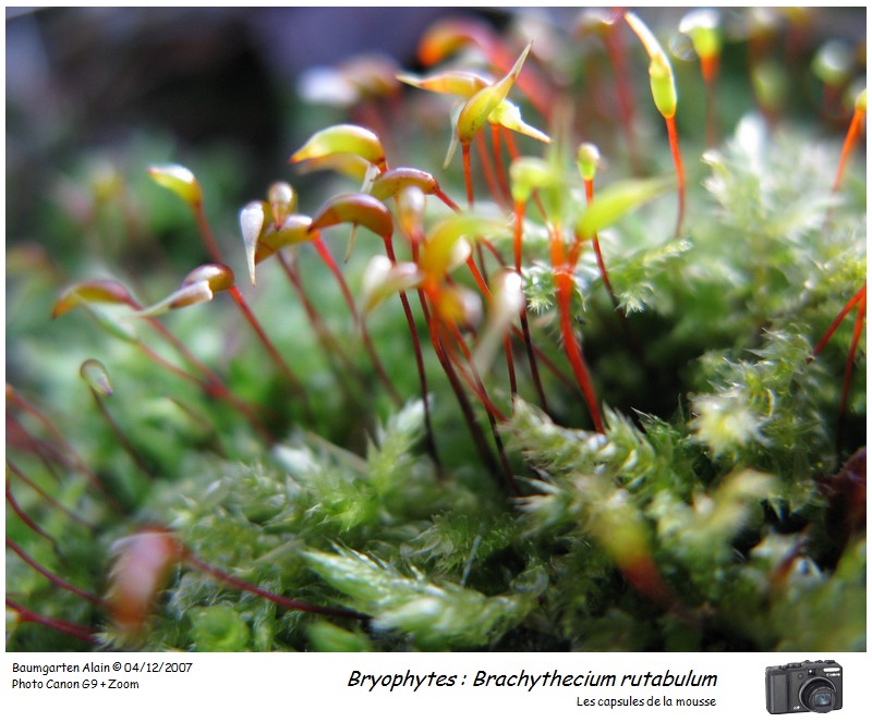 Brachythecium rutabulum #1118