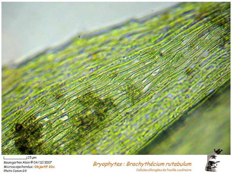 Brachythecium rutabulum #1145