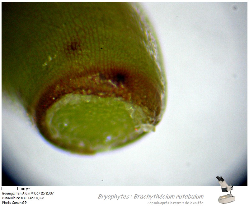 Brachythecium rutabulum #1138