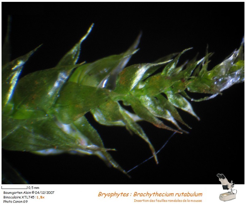 Brachythecium rutabulum #1120