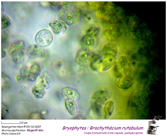 Brachythecium rutabulum #1142