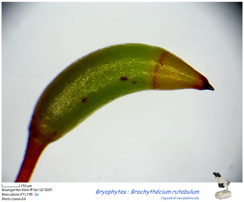 Brachythecium rutabulum #1136
