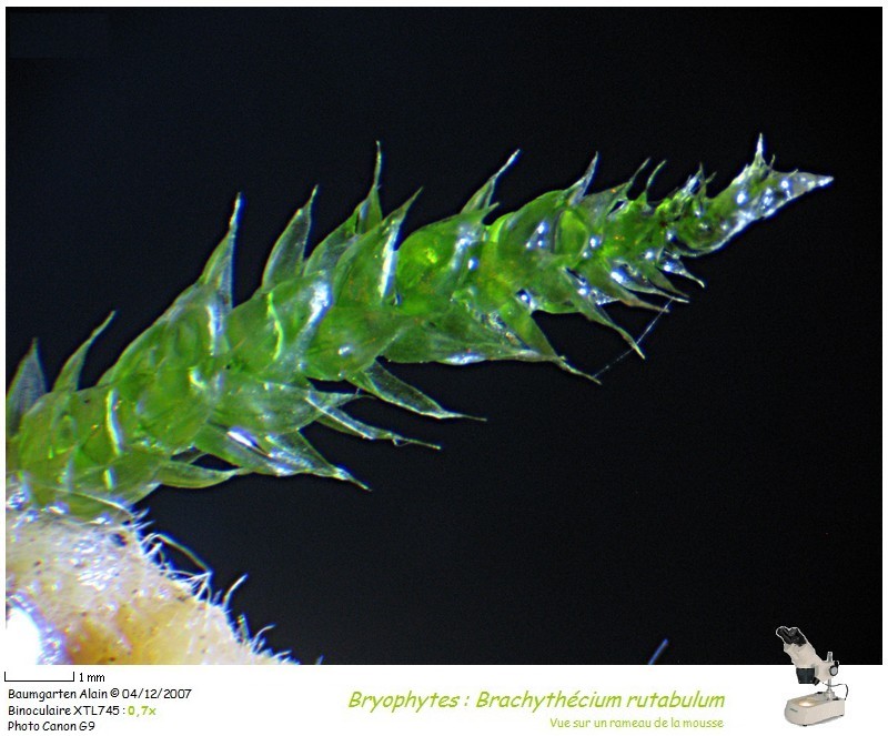 Brachythecium rutabulum #1119