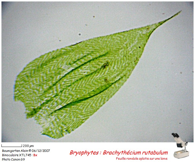 Brachythecium rutabulum #1144