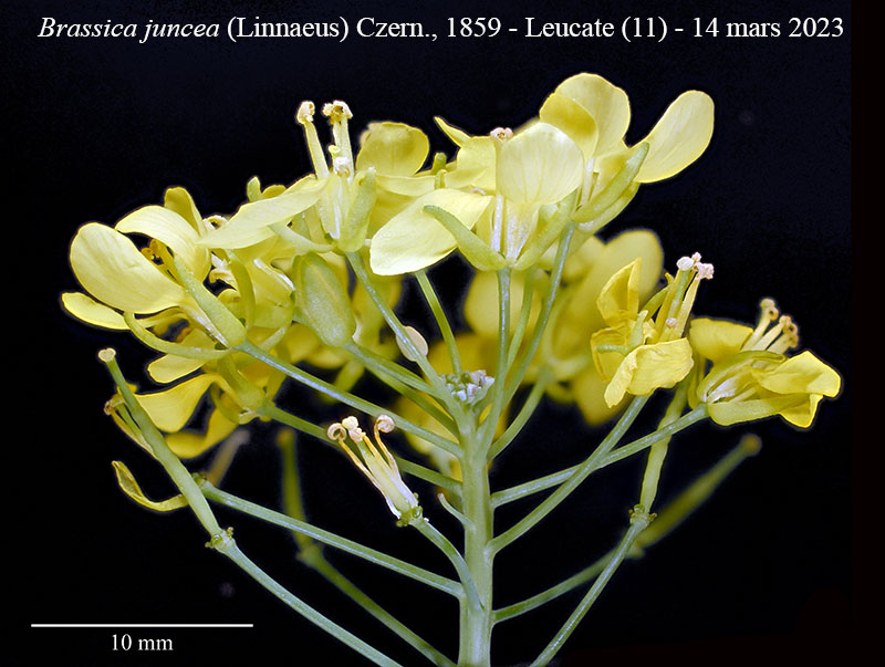 Brassica juncea #75246