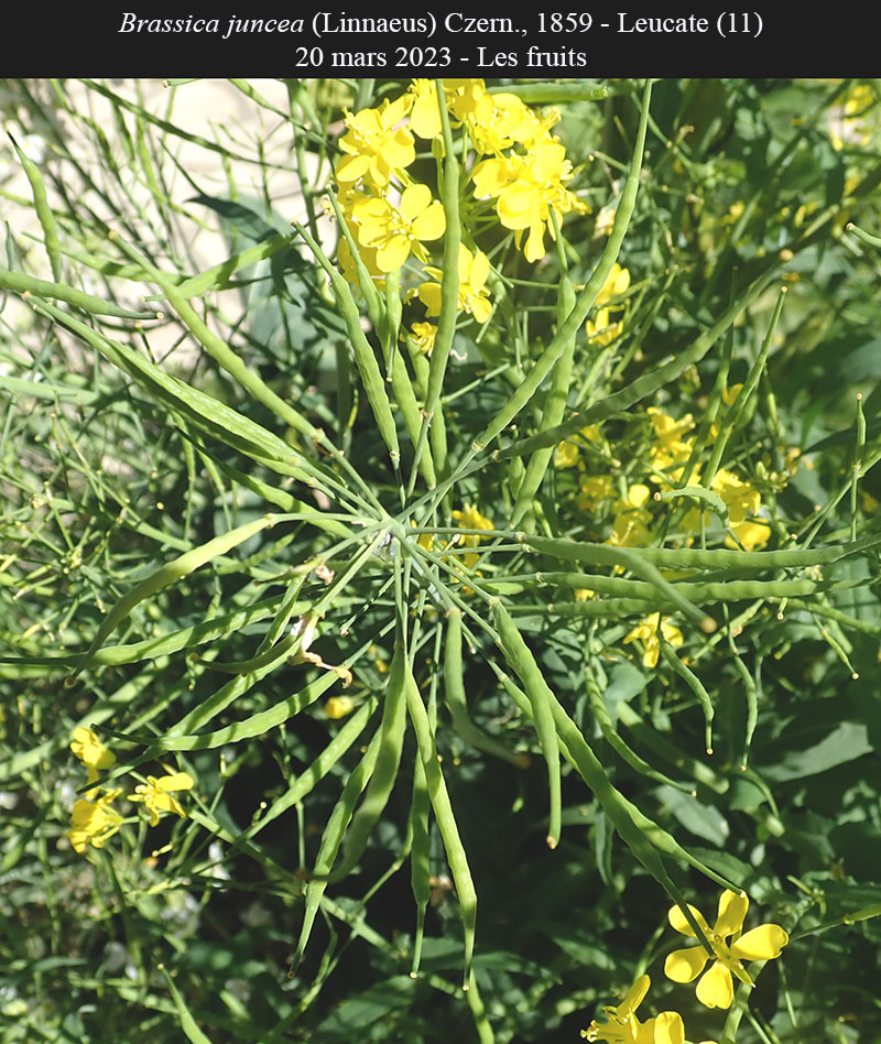 Brassica juncea #75249