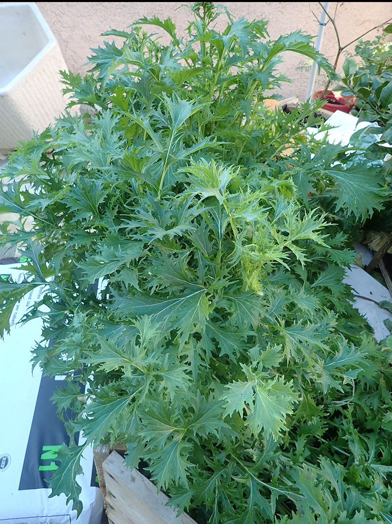 Brassica juncea #75240
