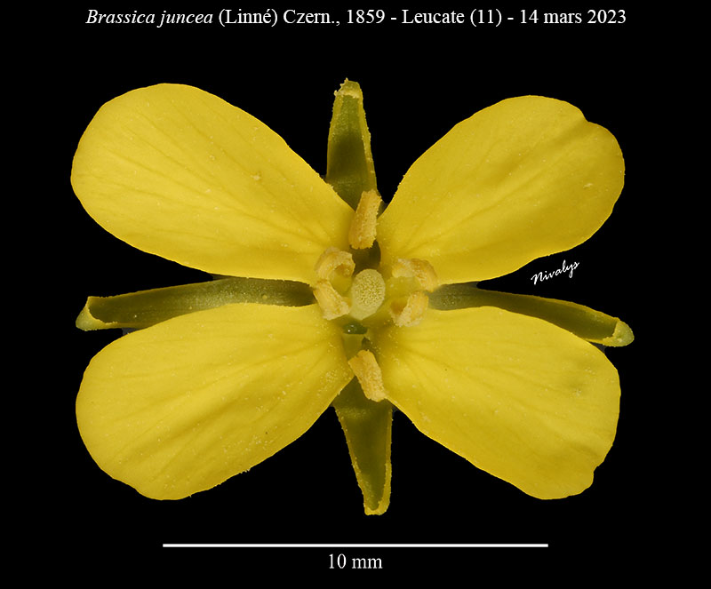 Brassica juncea #75244