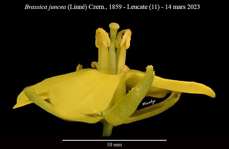 Brassica juncea #75245