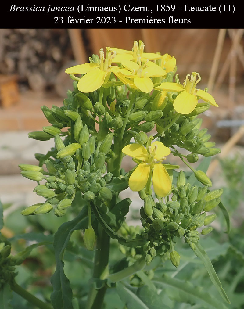 Brassica juncea #75243