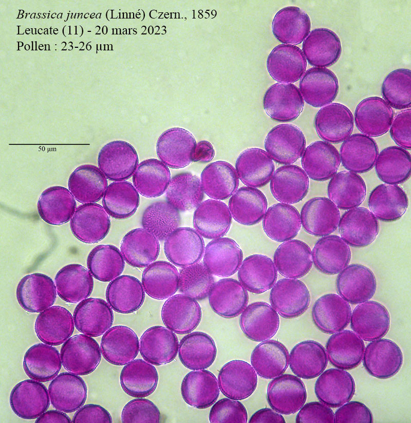 Brassica juncea #75252