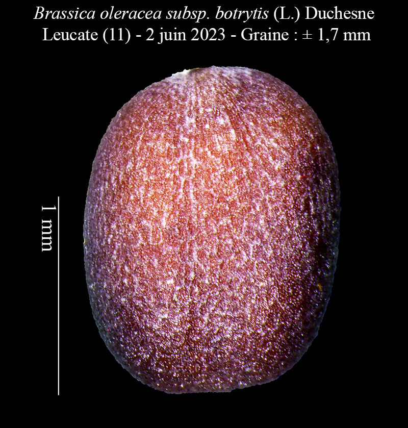 Brassica oleracea subsp. botrytis #76332
