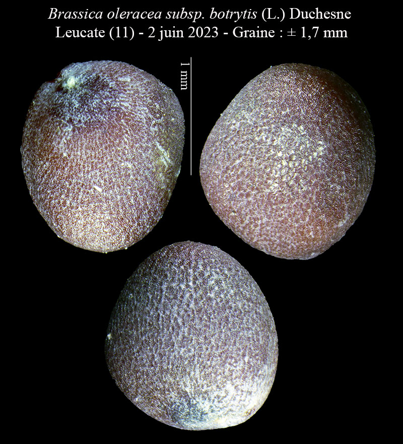Brassica oleracea subsp. botrytis #76331