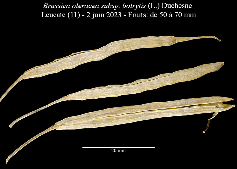 Brassica oleracea subsp. botrytis #76329
