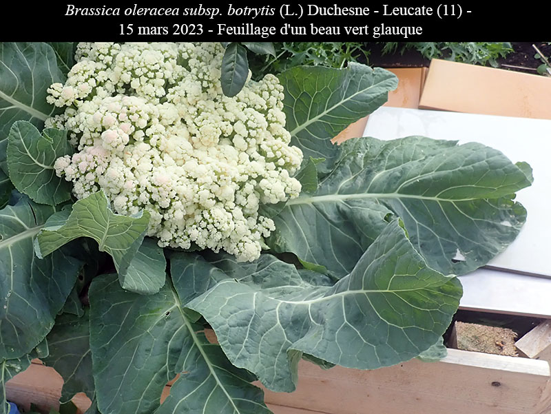 Brassica oleracea subsp. botrytis - Choux-Fleur #76317