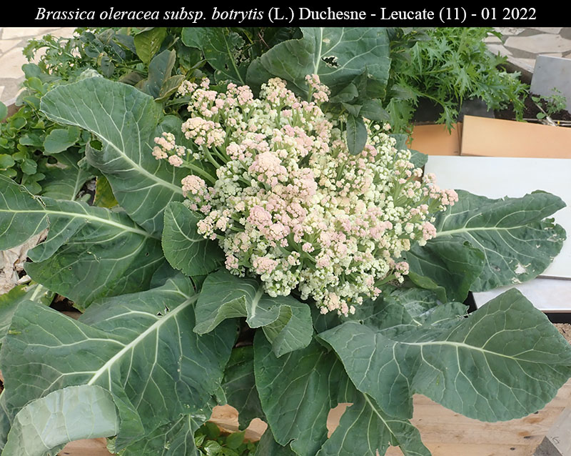 Brassica oleracea subsp. botrytis - Choux-Fleur #76319