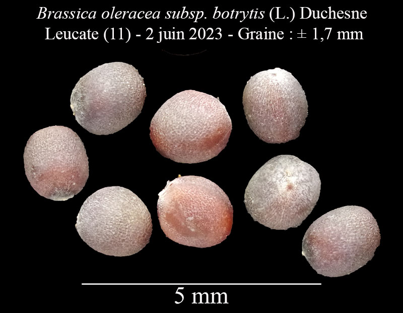Brassica oleracea subsp. botrytis #76330