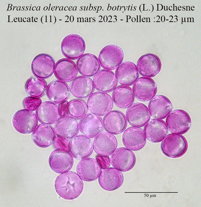 Brassica oleracea subsp. botrytis #76327