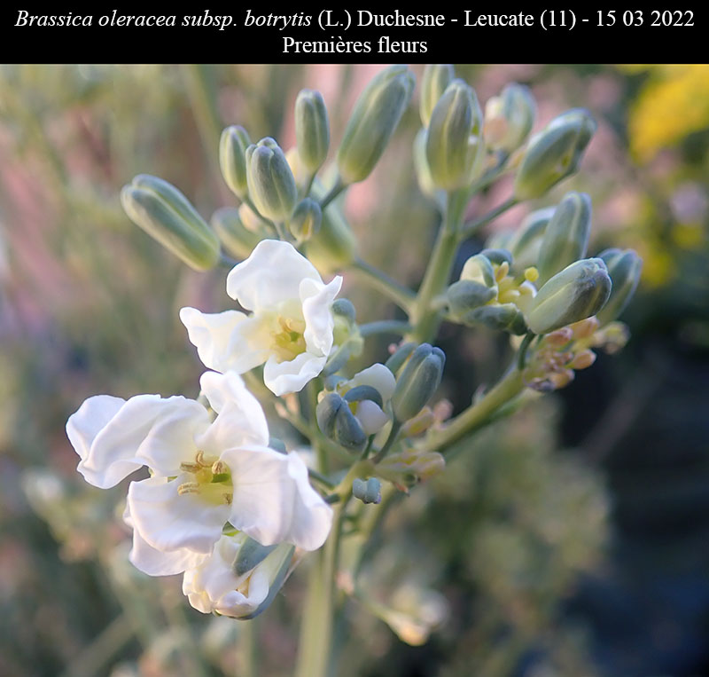 Brassica oleracea subsp. botrytis - Choux-Fleur #76321