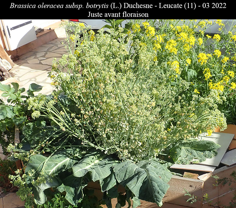 Brassica oleracea subsp. botrytis - Choux-Fleur #76320
