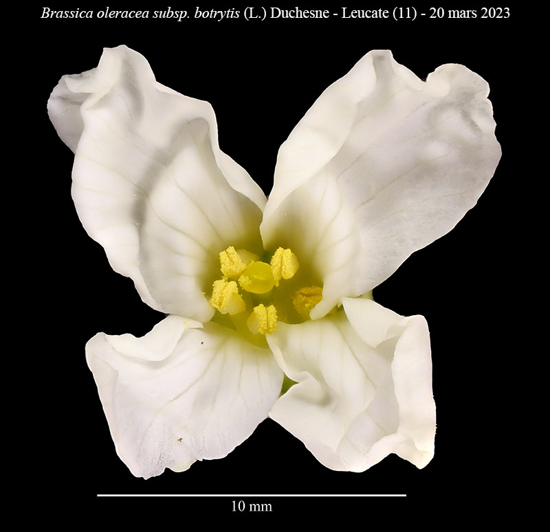 Brassica oleracea subsp. botrytis - Choux-Fleur #76323