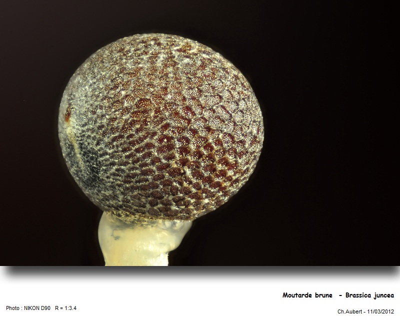 [Brassicaceae] Moutarde, divers graines, Brassica et Sinapis #26041