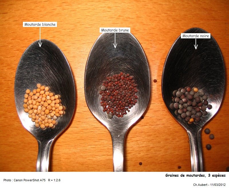 [Brassicaceae] Moutarde, divers graines, Brassica et Sinapis #26039