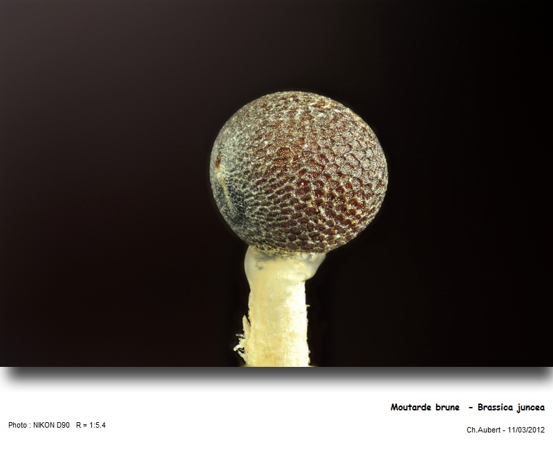 [Brassicaceae] Moutarde, divers graines, Brassica et Sinapis #26040