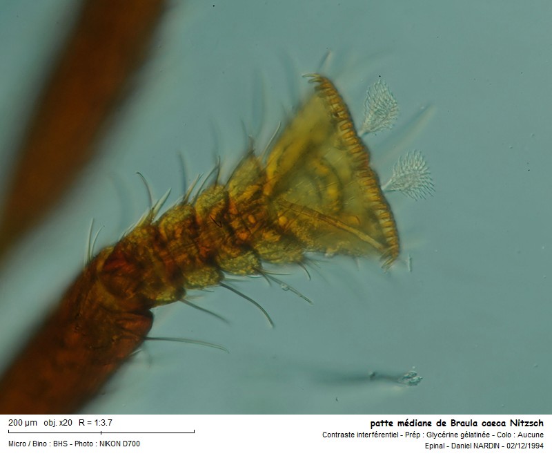 Braula caeca Nitzsch 1818, le pou des abeilles #15206