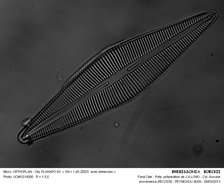 BREBISSONIA  BOECKII #30079
